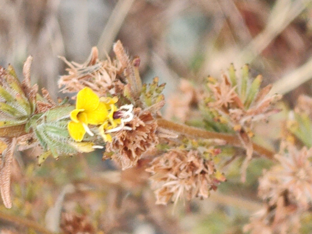 Calycadenia fremontii