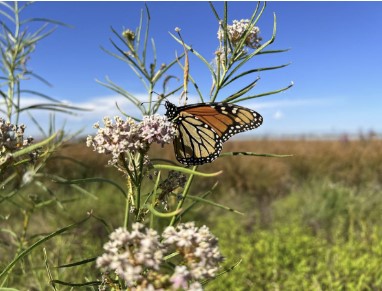 Calflora Planting Guide